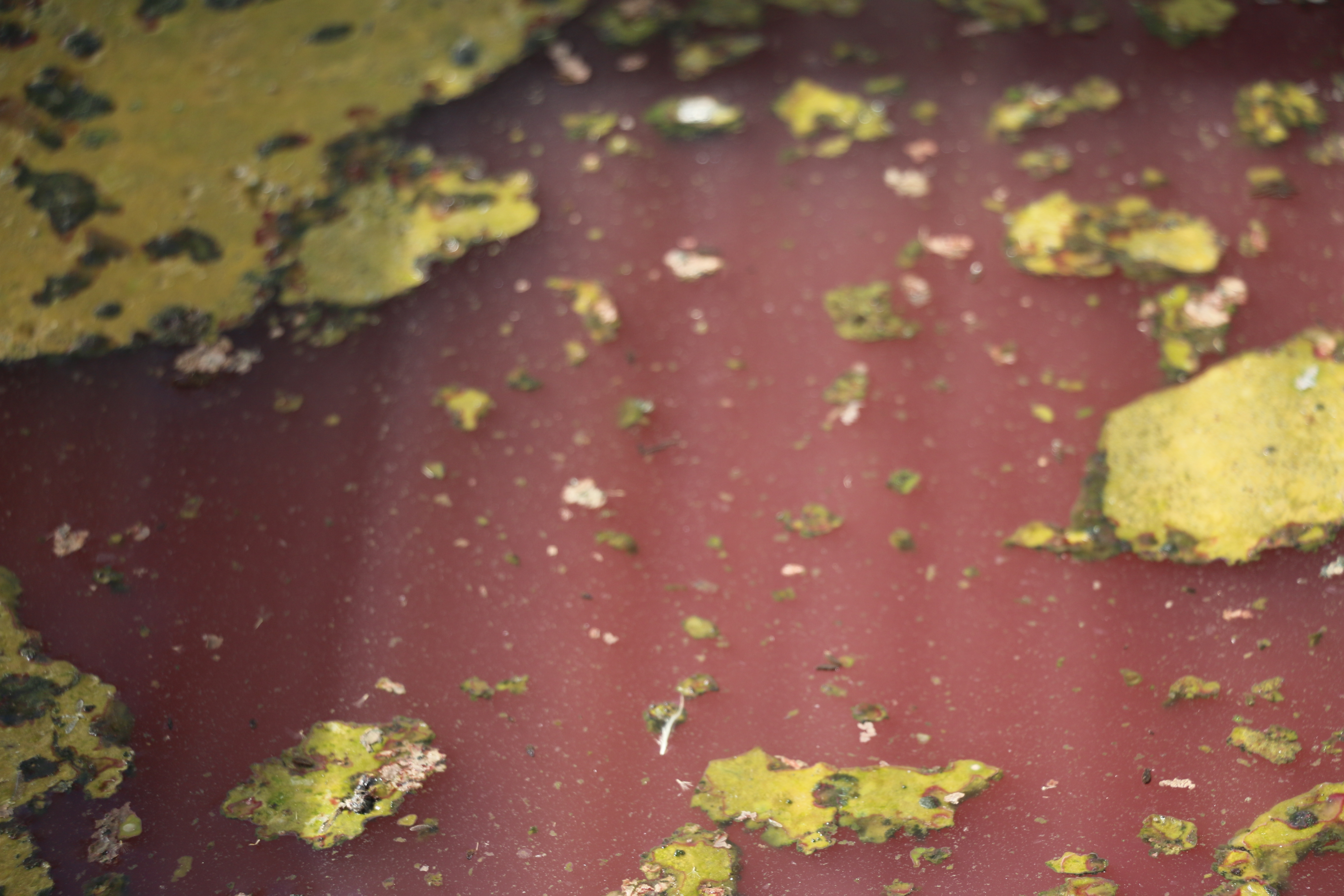 Copyright : Camille ESCOFFIER/CEA<br /> La présence des bactéries photosynthétiques entraîne une coloration des effluents qui peut être plus ou moins marquée. La présence d'algues témoigne de la mise en place d'un écosystème riche dans les bassins de stockage.